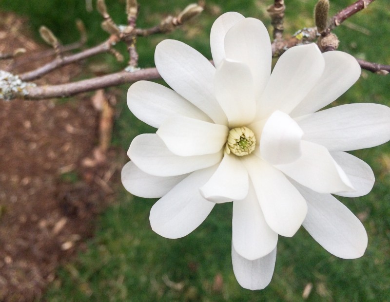 White Flower on Walk
