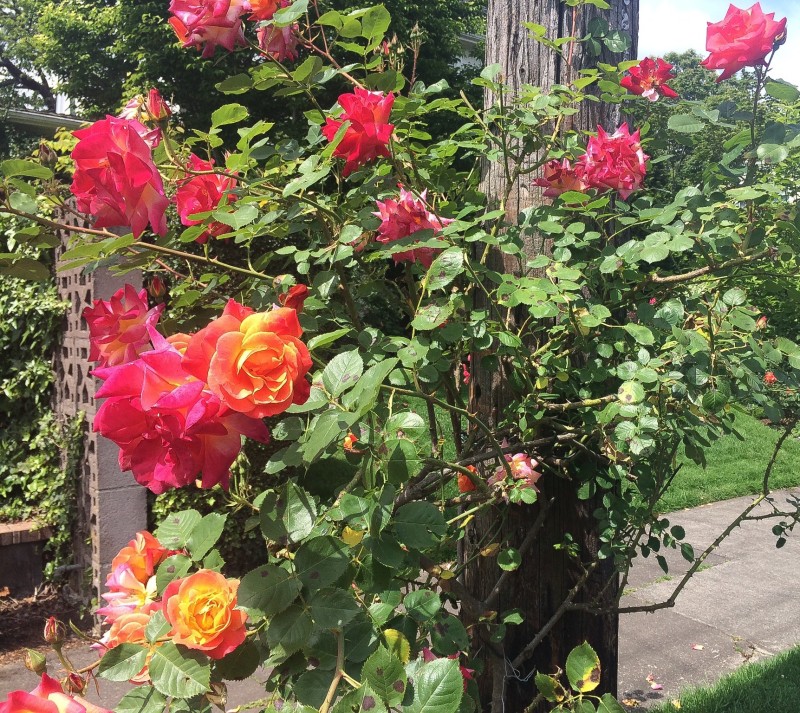 Telephone Pole Roses, Portland