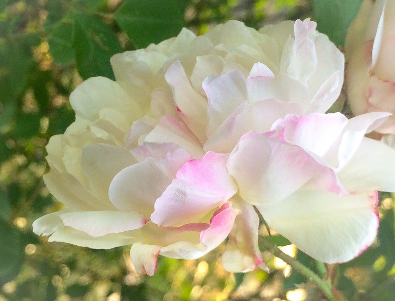White Rose, Portland