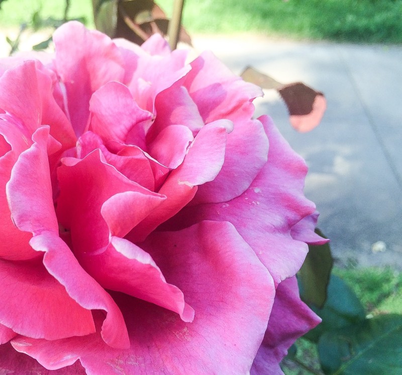 Pink Rose, Portland