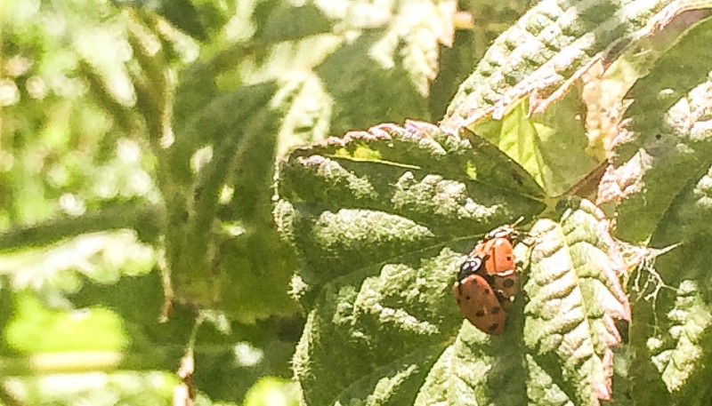Ladybugs at Sauvie Island, Portland