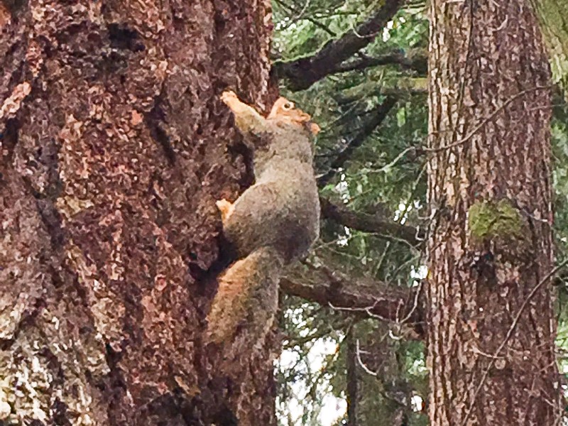 Fat Squirrel at Wilshire Park