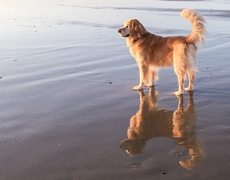 Bailey on Rockaway Beach