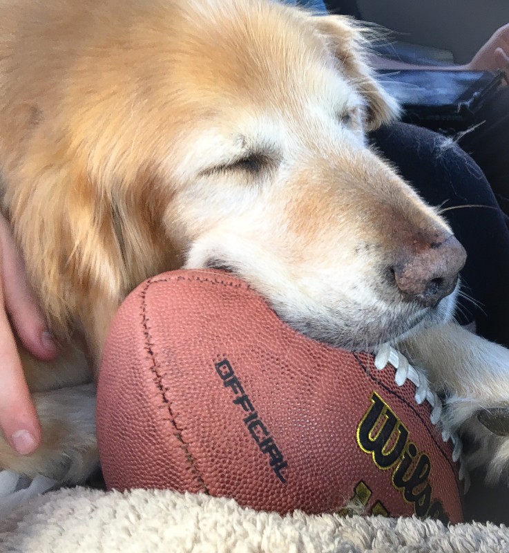 Bailey asleep on Football after Beach Vacation