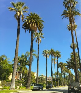 Beverly Hills, Palm Trees