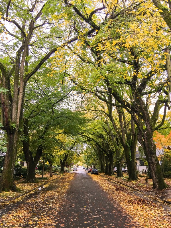 Our Street, Portland, Fall