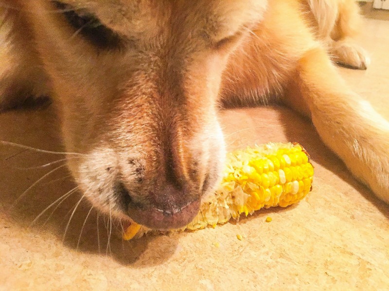 Bailey with Ear of Corn, Rockaway Beach