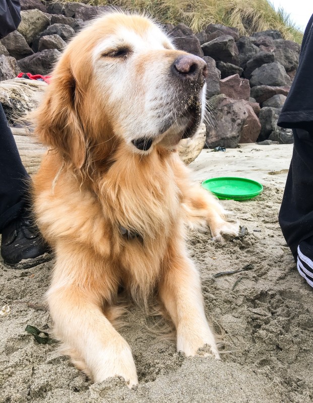 Bailey on Beach in Sand