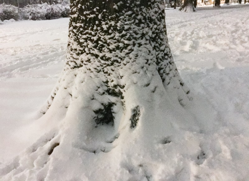 Snowy Tree at Grant Park, Portland
