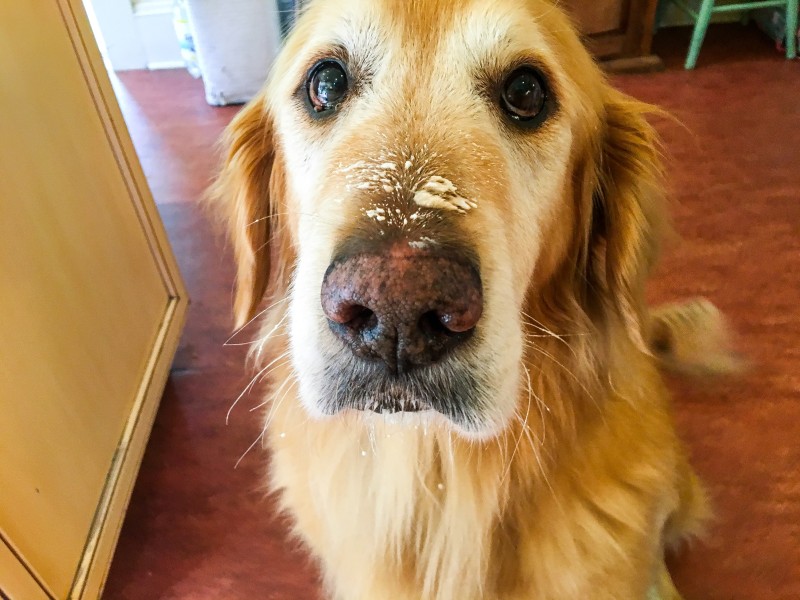 Bailey with Whipped Cream