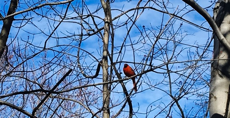 bird in central park