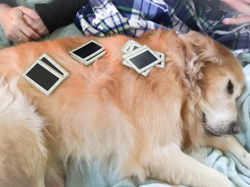 Bailey with Card Game