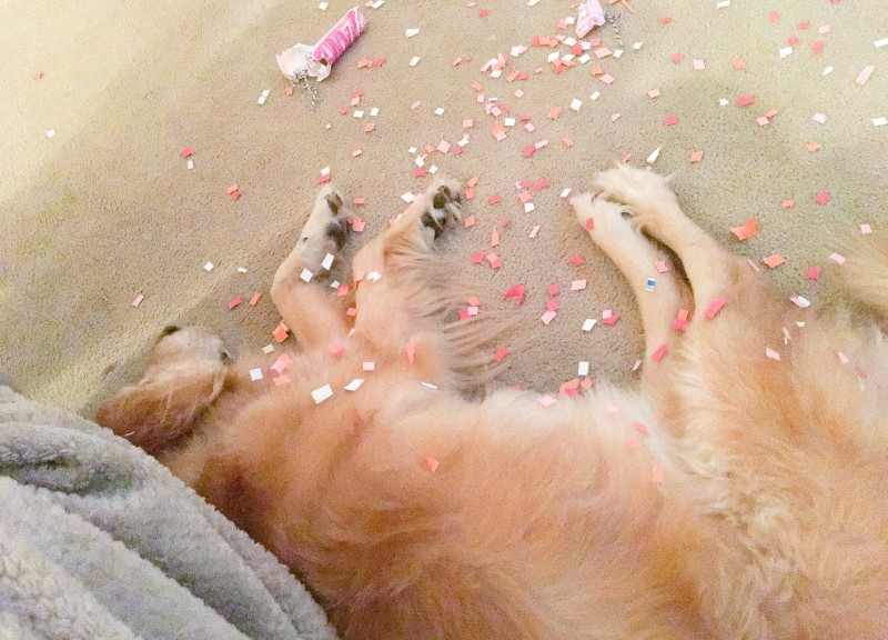 Bailey with New Years confetti
