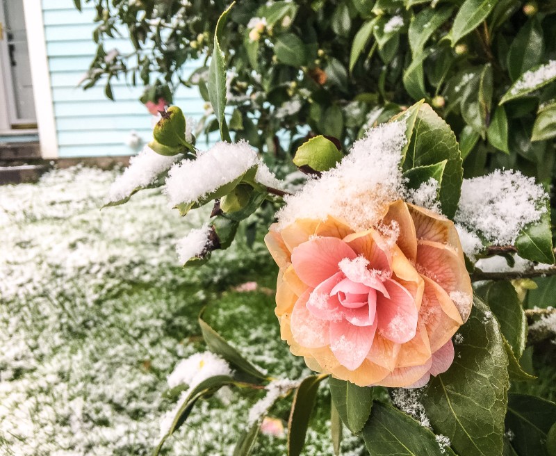 Flower in Snow Portland