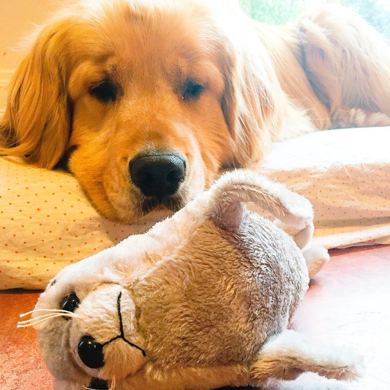 porter and stuffed animal