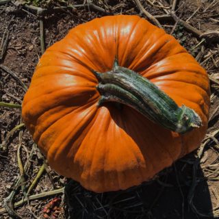 Pumpkin Patch