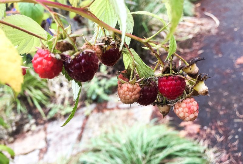 berries on neighborhood walk