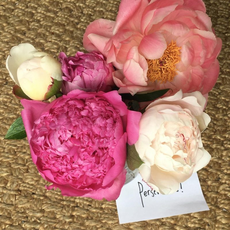 gifted peonies